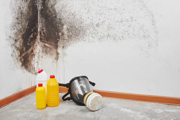 Best Residential Mold Removal  in Dublin, OH