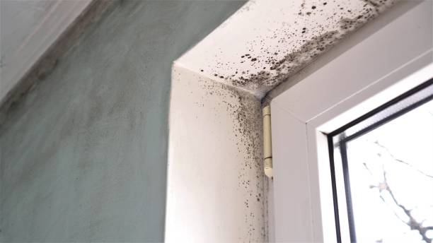 Best Fast Mold Removal  in Dublin, OH