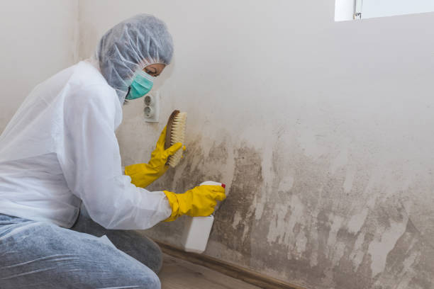 Best Local Mold Removal Service  in Dublin, OH