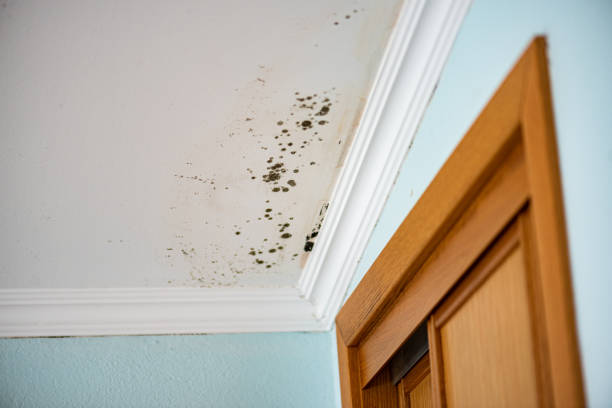 Home Mold Removal in Dublin, OH