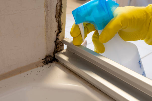 Trusted Dublin, OH Mold Removal Experts
