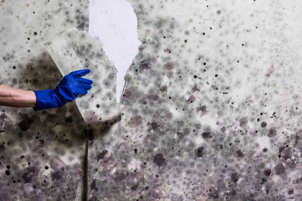 Best Mold Cleaning Services  in Dublin, OH