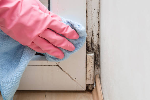 Best Toxic Mold Removal  in Dublin, OH