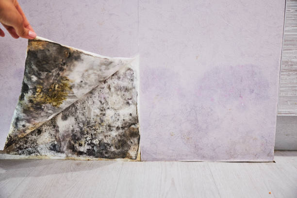 Best Home Mold Removal  in Dublin, OH